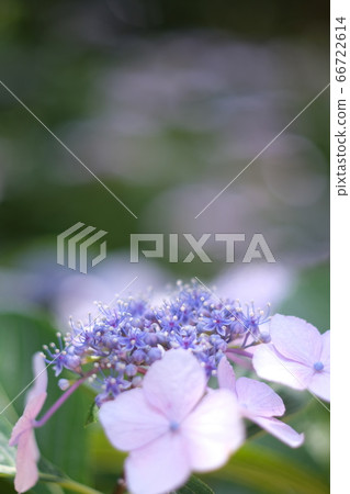 Gaku繡球花 66722614