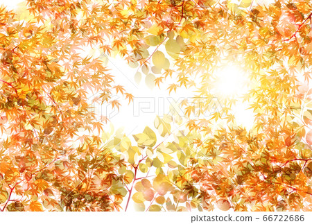  Autumn leaves maple autumn background 66722686