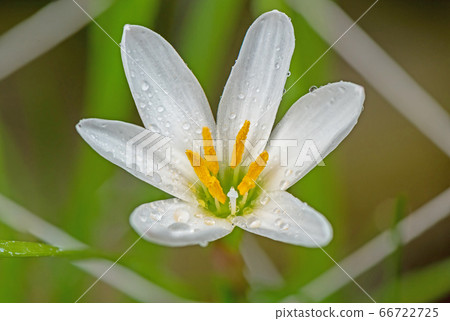 white rain lily in nature background 66722725