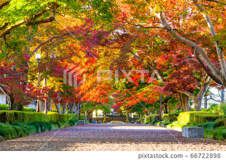 Oyama Shinko 66722898