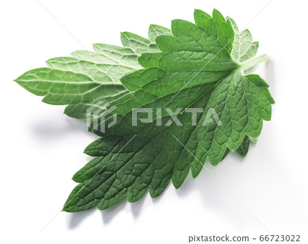 Catnip leaves (Nepeta cataria) isolated w clipping Catnip leaves (Nepeta cataria) isolated w clipping 66723022