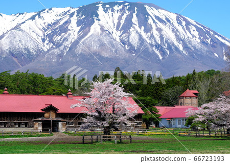 Koiwai Farm in spring Mt. Iwate Sakura Rape 66723193