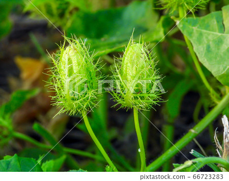The fruit of Fetid passionflower, Scarletfruit passionflower The fruit of Fetid passionflower, Scarletfruit passionflower 66723283