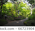 Old Furukawa Garden Rose Garden 66723904
