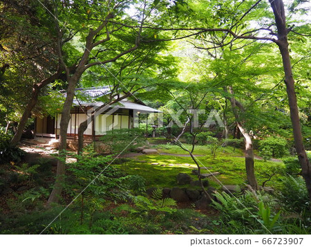 Old Furukawa Garden Rose Garden Old Furukawa Garden Rose Garden 66723907