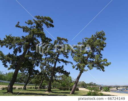 Mukogawa河床公園與松樹 Mukogawa河床公園與松樹 66724149