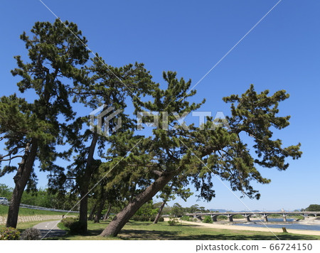Mukogawa河床公園與松樹 66724150