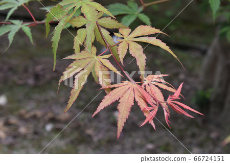 在花園裡開始變色的楓樹 在花園裡開始變色的楓樹 66724151