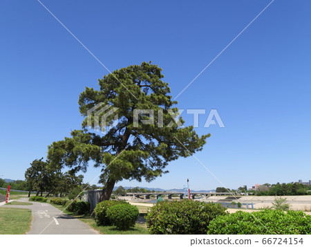 Mukogawa河床公園與松樹 66724154