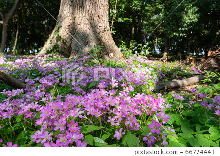 A pink carpet spreads out at the base of the giant trees in Oizumi Ryokuchi Park. Image of outings, picnics, and sightseeing. 66724441