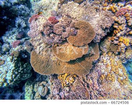 Coral garden in red sea, Marsa Alam, Egypt Coral garden in red sea, Marsa Alam, Egypt 66724506