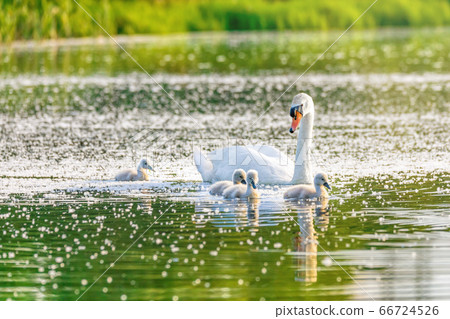 Wild bird mute swan in spring on pond 66724526