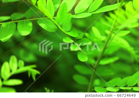綠色，環境，自然和生態景觀[6月] 66724649