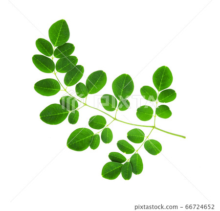 moringa leaves isolated on white background moringa leaves isolated on white background 66724652
