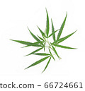 marijuana,marihuana or cannabis on white 66724661