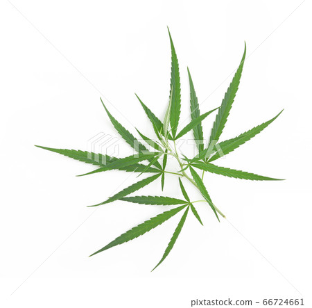 marijuana,marihuana or cannabis on white 66724661