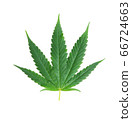 marijuana,marihuana or cannabis on white 66724663