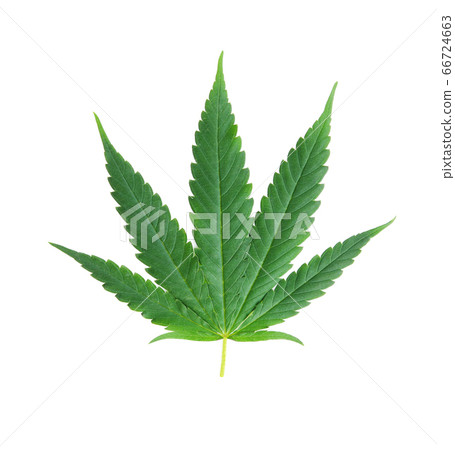 marijuana,marihuana or cannabis on white marijuana,marihuana or cannabis on white 66724663