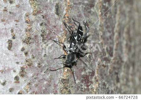 Syracora tiger beetle mating Syracora tiger beetle mating 66724728