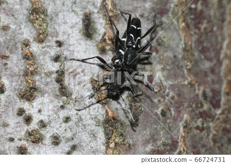 Syracora tiger beetle mating Syracora tiger beetle mating 66724731