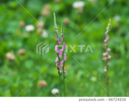 A lot of pink florets spirally bloom A lot of pink florets spirally bloom 66724838