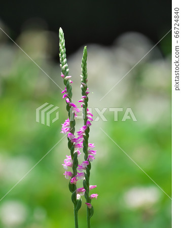 A lot of pink florets spirally bloom 66724840