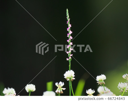 A lot of pink florets spirally bloom A lot of pink florets spirally bloom 66724843