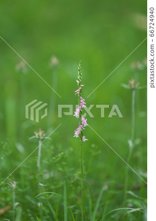 A lot of pink florets spirally bloom 66724940