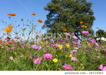 Cosmos in full bloom 66724965