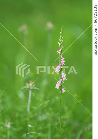 A lot of pink florets spirally bloom A lot of pink florets spirally bloom 66725138