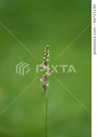 Close-up photo of "Nejibana" with cute pink florets 66725140
