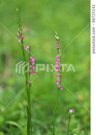 很多粉紅色的小花螺旋狀綻放 66725142