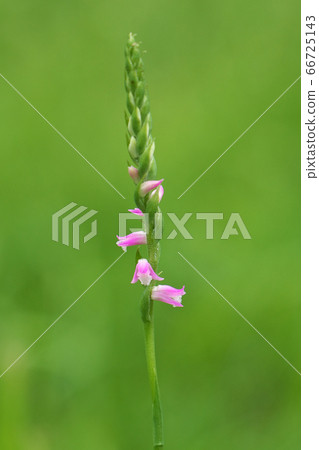 The "Nejibana" with pink floret spirally begins to bloom The "Nejibana" with pink floret spirally begins to bloom 66725143