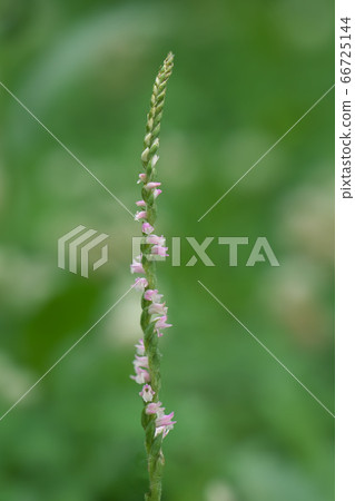 A lot of pink florets spirally bloom A lot of pink florets spirally bloom 66725144
