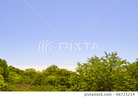 Trees and blue sky at Tsurumi Ryokuchi Park (Osaka) 66725214