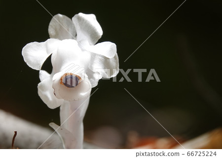 Silver dragon grass 66725224