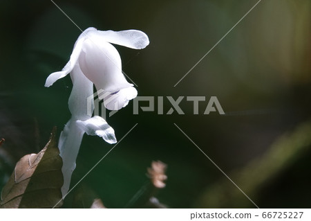 Silver dragon grass Silver dragon grass 66725227