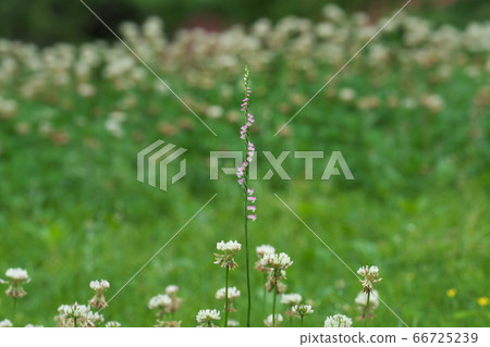 A pink screwdriver that extends from the flower field of white clover 66725239