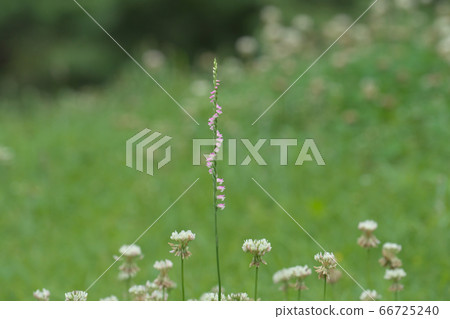 A pink screwdriver that extends from the flower field of white clover A pink screwdriver that extends from the flower field of white clover 66725240