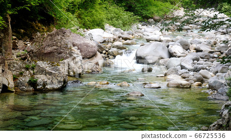 Tanukibuchi in the mountain stream of the Atera Valley Tanukibuchi in the mountain stream of the Atera Valley 66725536