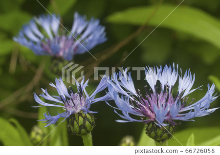 Perennial cornflower (Centaurea montana) flower in Perennial cornflower (Centaurea montana) flower in 66726058