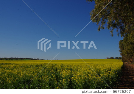 Rape field near Perth, Australia 66726207