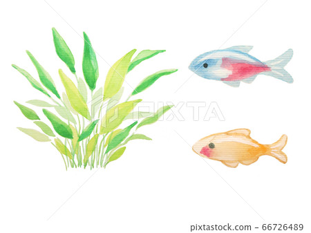 Neon Tetra Neon Tetra 66726489