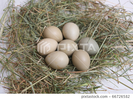 Pheasant egg 66726582