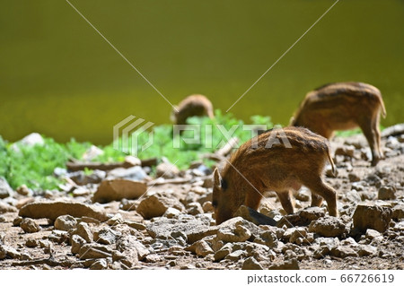 Beautiful little pigs wild in nature. Wild boar. Beautiful little pigs wild in nature. Wild boar. 66726619
