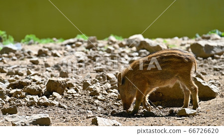 Beautiful little pigs wild in nature. Wild boar. 66726620