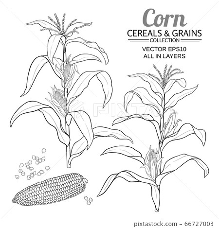 corn vector set 66727003