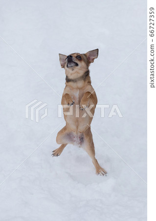 Cute chihuahua puppy is jumping on a white snow. Cute chihuahua puppy is jumping on a white snow. 66727359