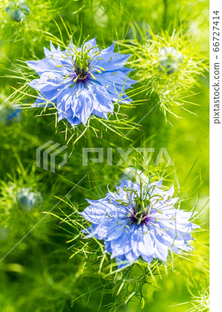 Scutellaria flowers and buds 66727414