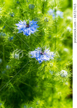 黃cut花和芽 黃cut花和芽 66727415
